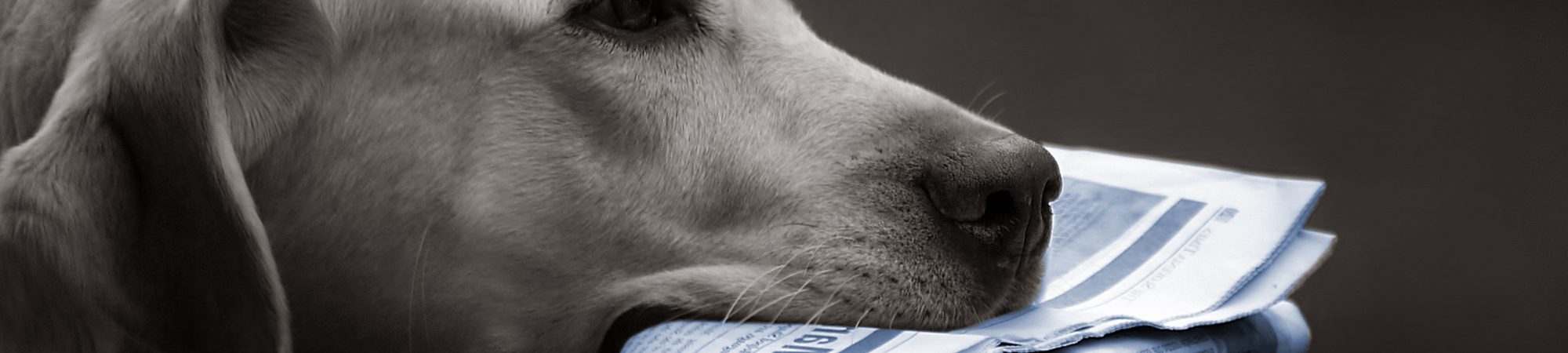 Dog with a newspaper in it's mouth